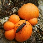 Blutmilchpilz (Lycogala epidendrum)+ Springschwanz (Collembola)