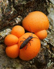 Blutmilchpilz (Lycogala epidendrum)+ Springschwanz (Collembola)