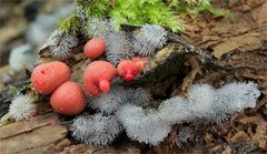 Blutmilchpilz (Lycogala epidendrum)+Geweihförmiger Schleimpilz - Ceratiomyxa fruticulosa