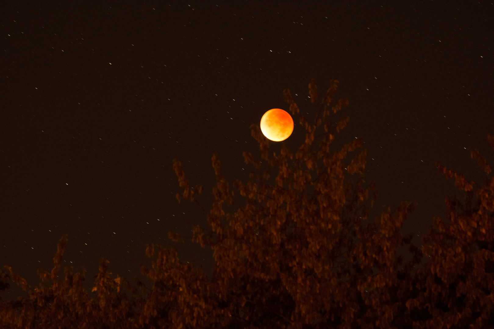 Blutmond hinterm Wald