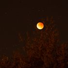 Blutmond hinterm Wald