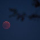 Blutmond mit Baum