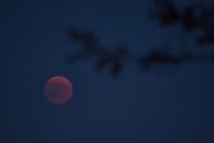 Blutmond mit Baum