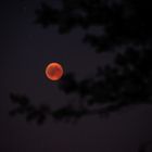 Blutmond mit Baum - Neuauswahl