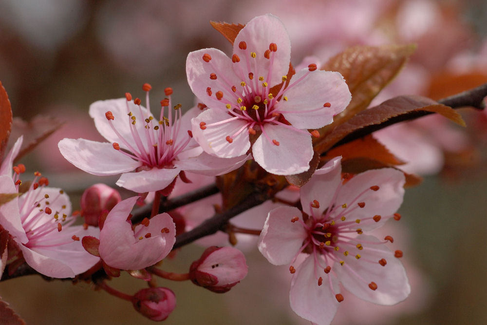 Blutpflaume an Ostern