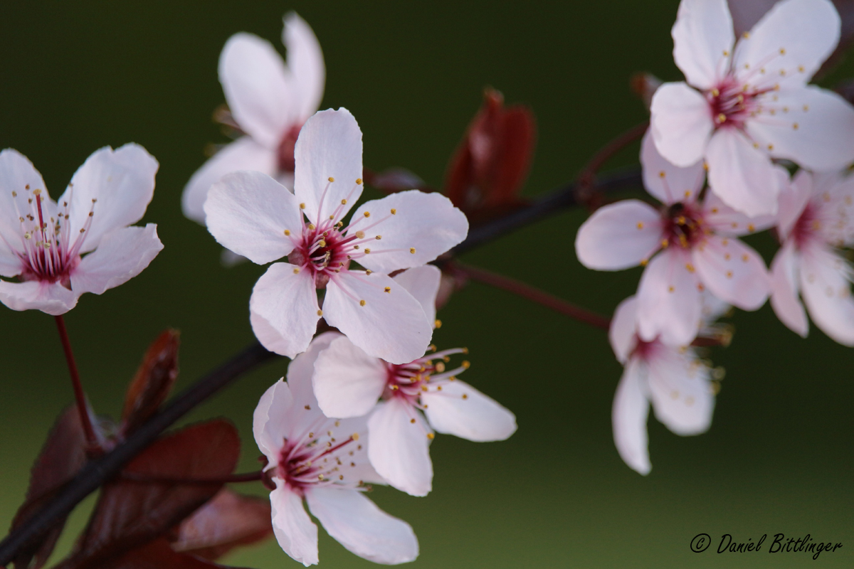 Blutpflaume Blüte