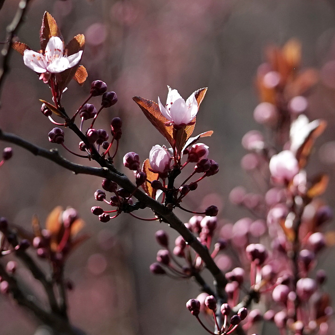 Blutpflaume, erste Blüten