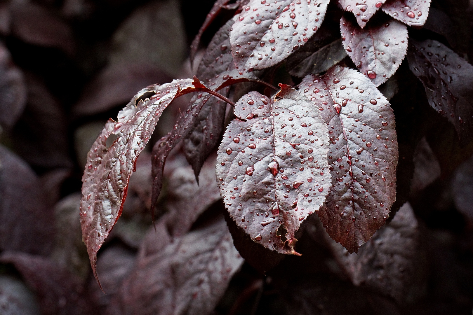 Blutpflaume im Regen