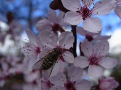 Blutpflaume in voller Blüte