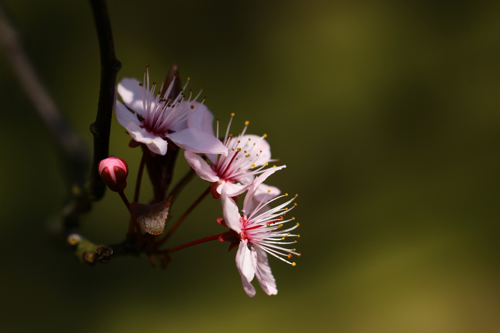 Blutpflaume oder auch Kirschpflaume (Prunus cerasifera)