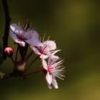 Blutpflaume oder auch Kirschpflaume (Prunus cerasifera)