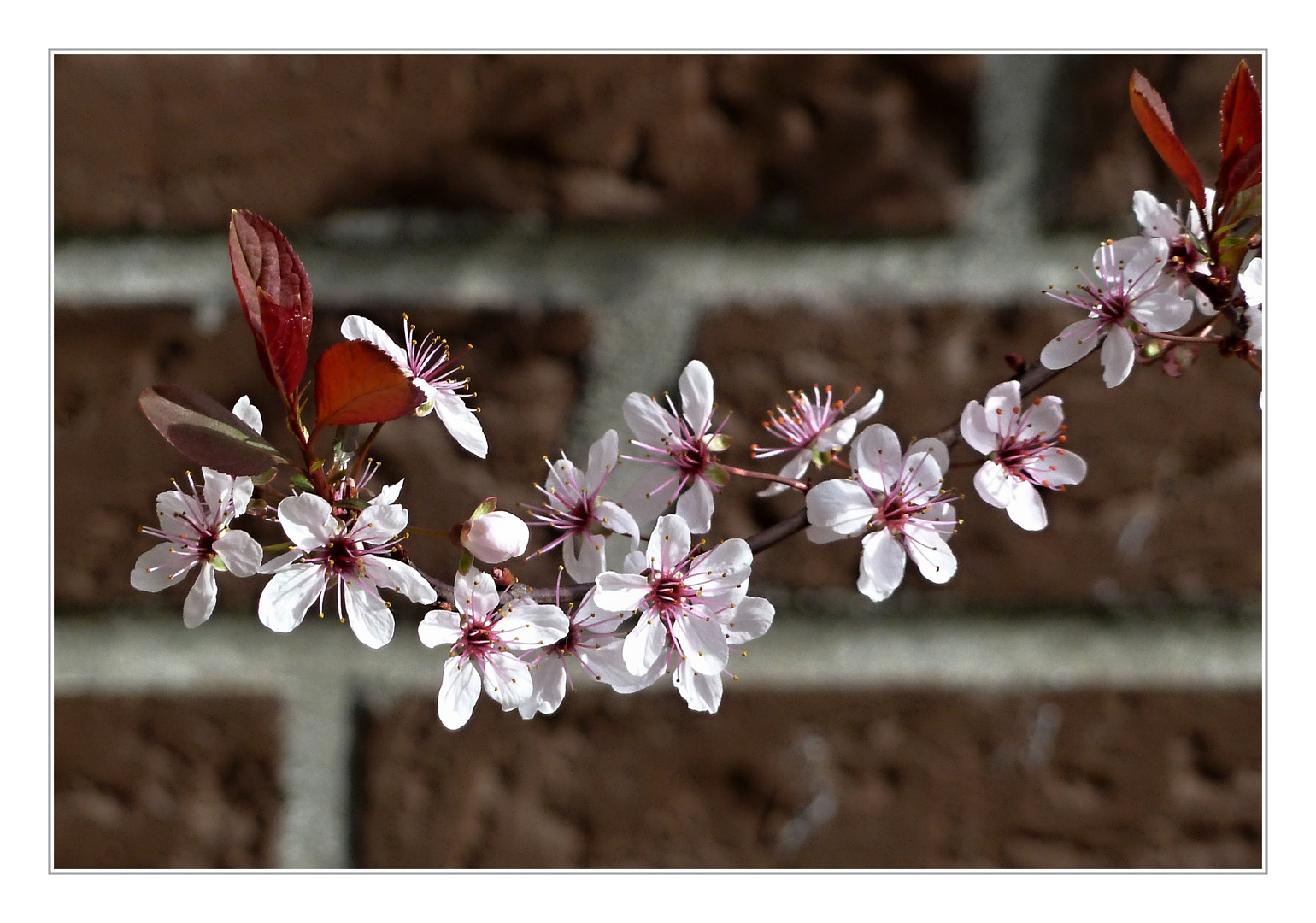 Blutpflaume (Prunus cerasifera)