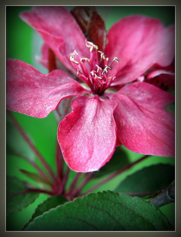 Blutpflaume (Prunus cerasifera )