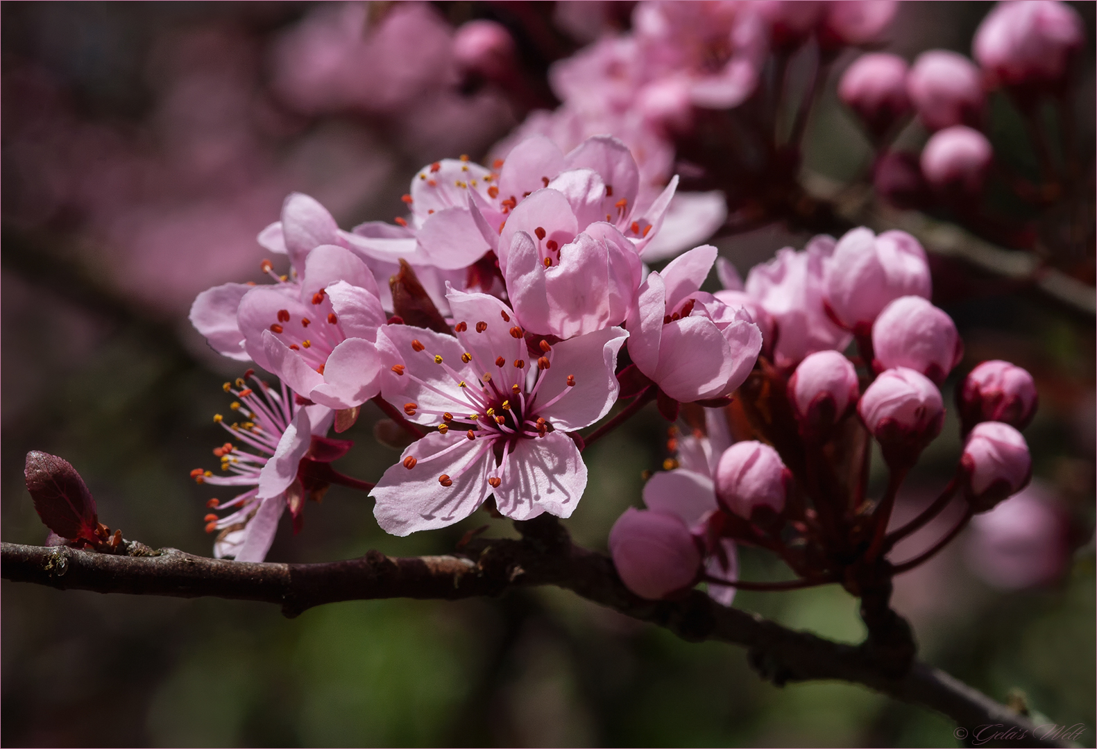 Blutpflaume - Prunus cerasifera....