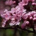 Blutpflaume - Prunus cerasifera....