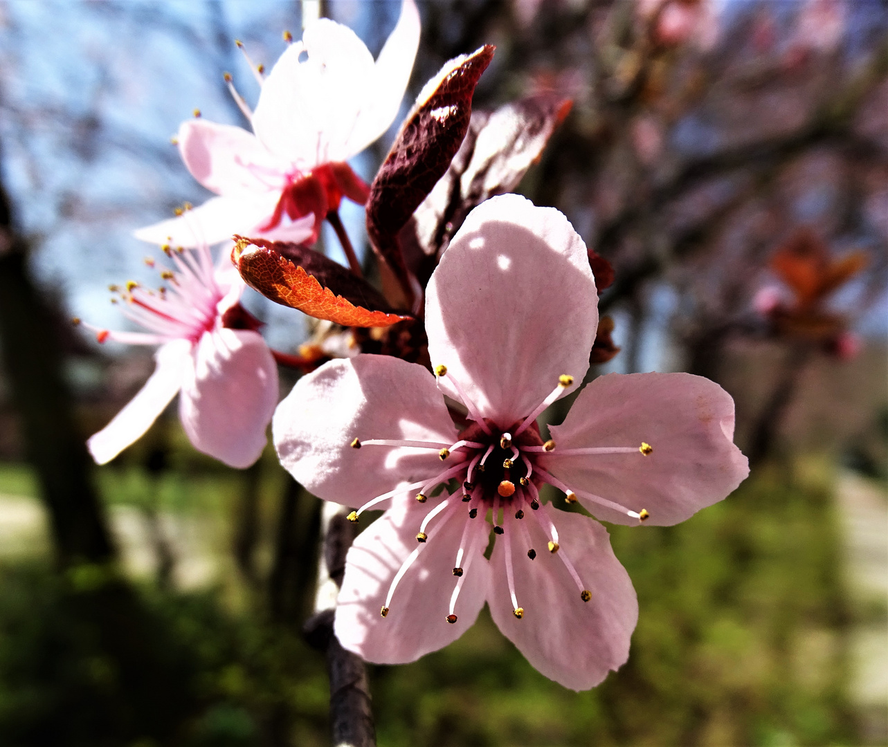 Blutpflaume (Prunus cerasifera 'Nigra')