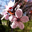 Blutpflaume (Prunus cerasifera 'Nigra')