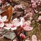 Blutpflaume - Prunus cerasifera 'Nigra' -