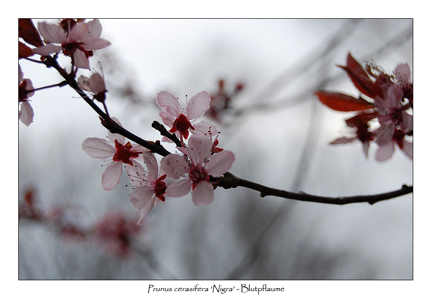 Blutpflaume (Prunus cerasifera 'Nigra')