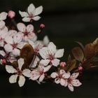 Blutpflaume 'Prunus cerasifera Nigra'