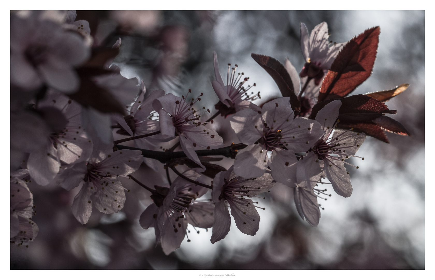 Blutpflaume (Prunus cerasifera 'Nigra')