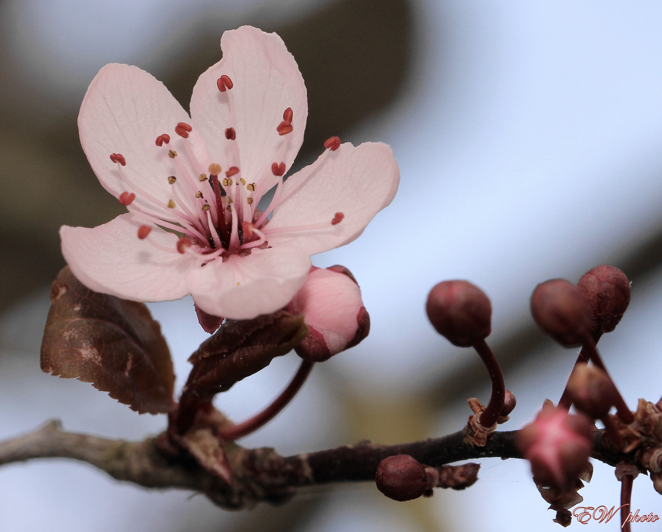 Blutpflaume 'Prunus cerasifera Nigra'