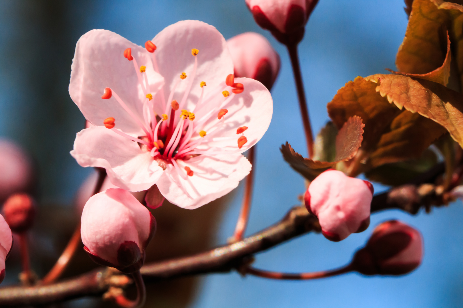 Blutpflaume - Traum in rosa