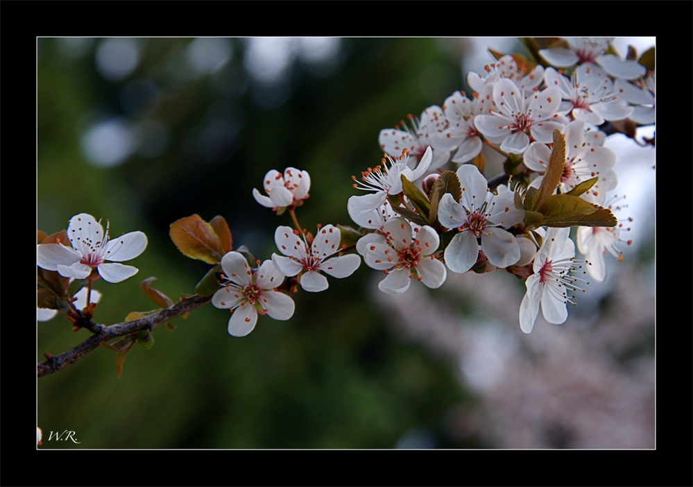 Blutpflaumen Blüten...