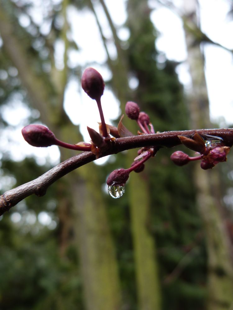 Blutkirsche Baum Kaufen Blutkirsche Baum Kaufen