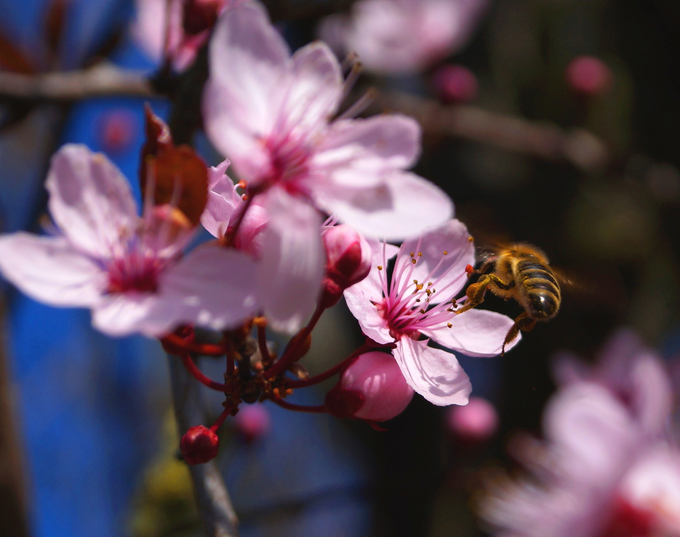 Blutpflaumenblüte