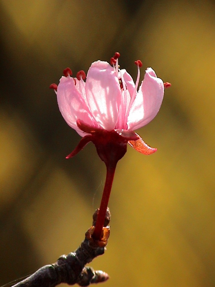 Blutpflaumenblüte