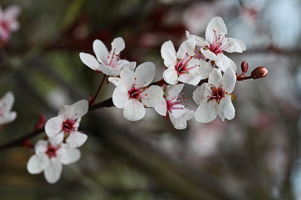 Blutpflaumenblüte