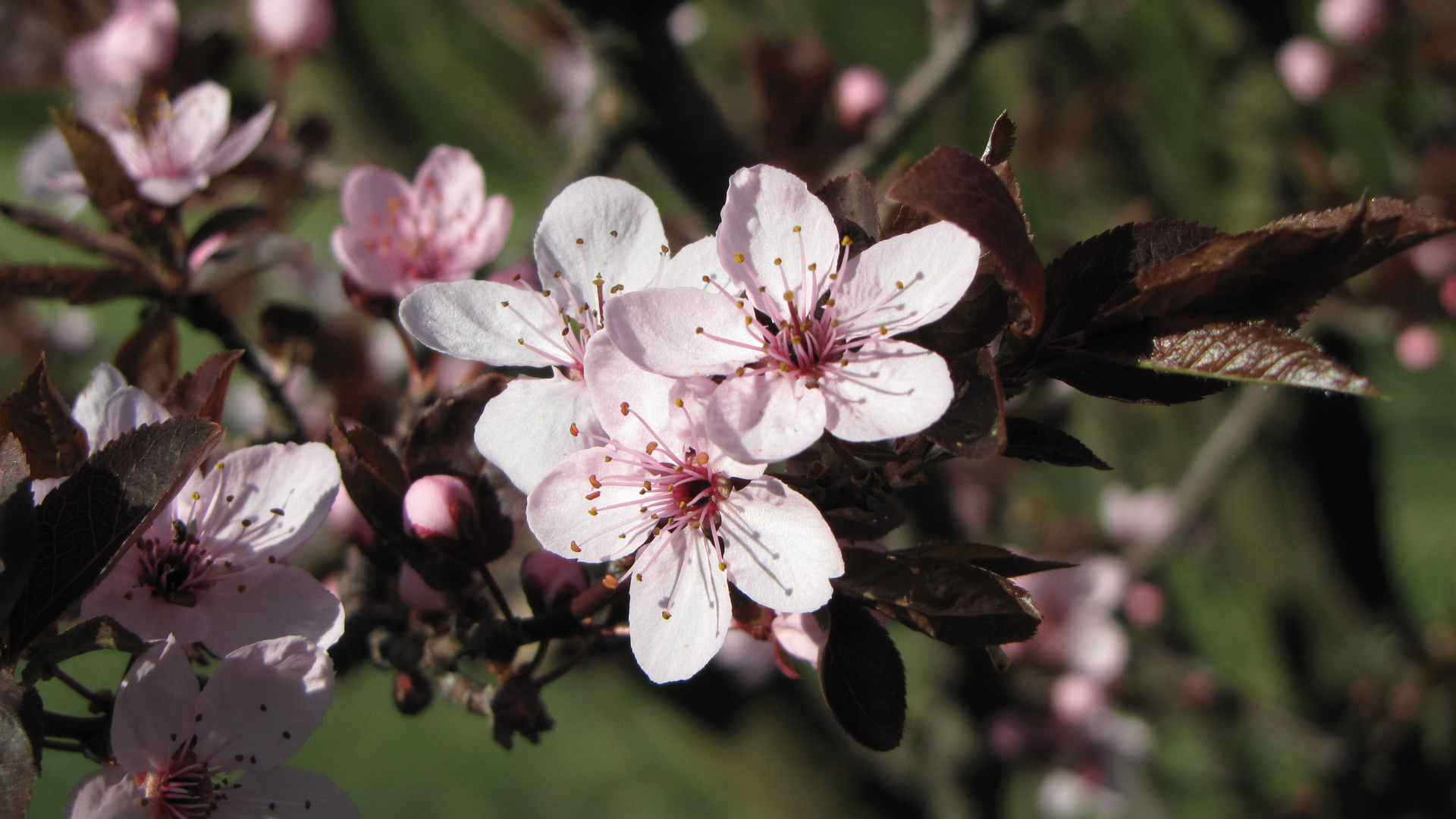 Blutpflaumenblüte