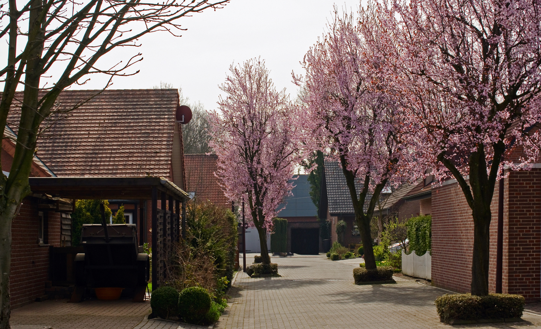 Blutpflaumenblüte im Wohngebiet Ascheberg