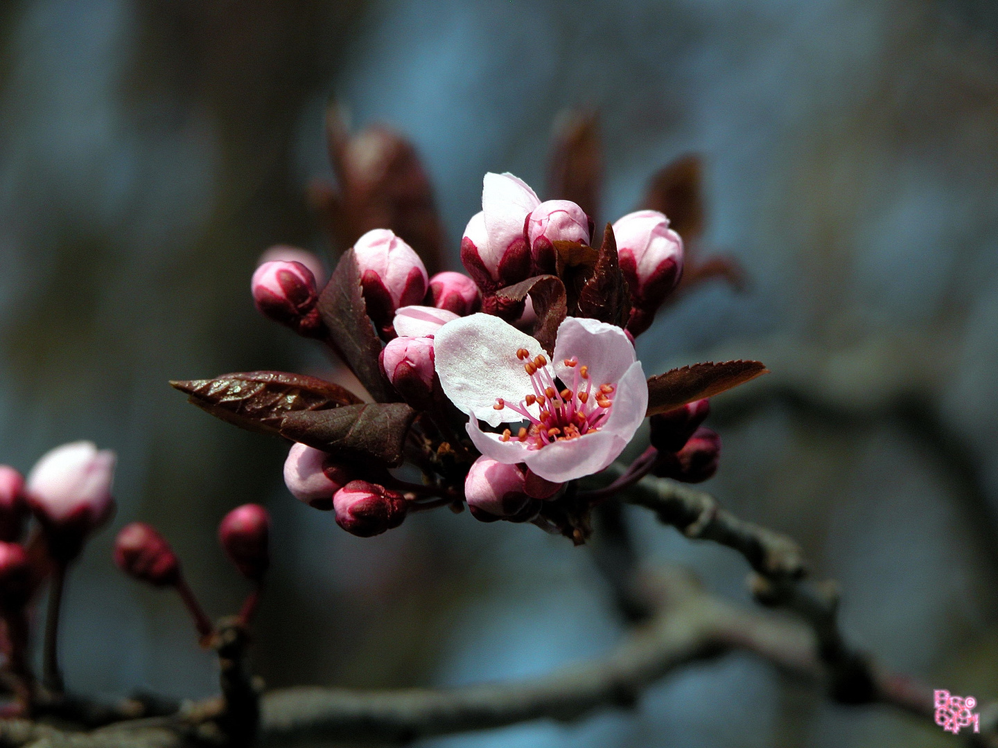 Blutpflaumenblüten