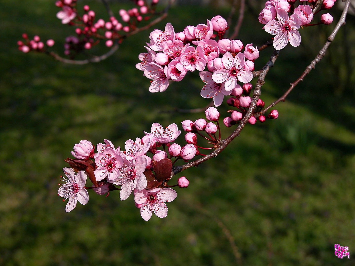 Blutpflaumenblüten