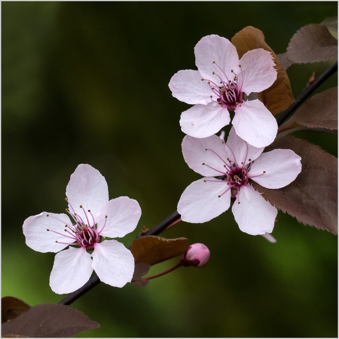 Blutpflaumenblüten - Prunus cerasifera