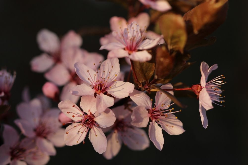 Blutplaumenblüten in der Morgensonne