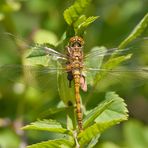 Blutrote Heide 1/10 - Weibchen