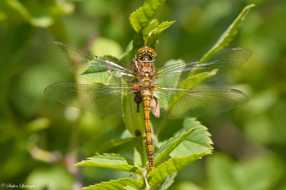 Blutrote Heide 1/10 - Weibchen