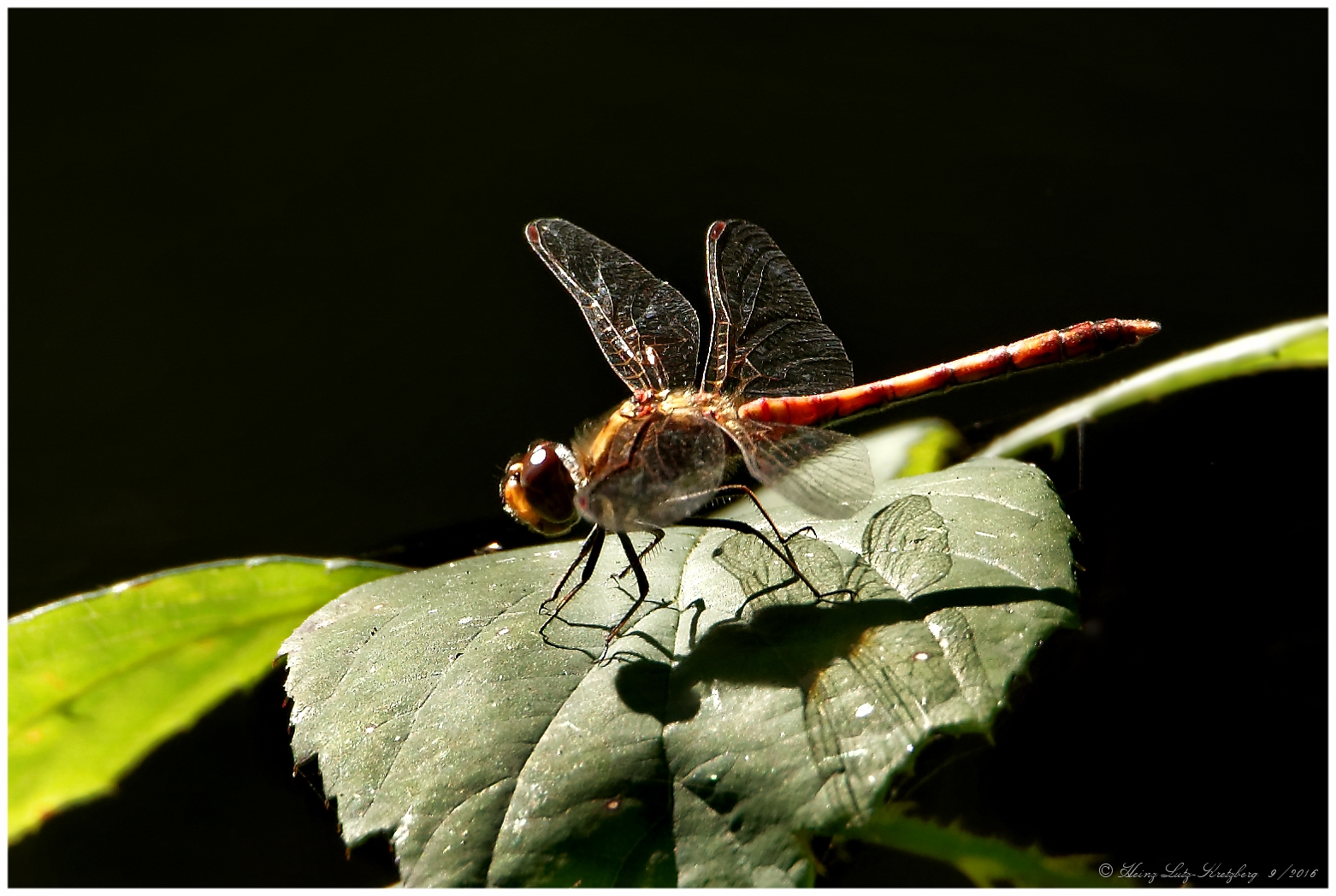 Blutrote Heide Libelle