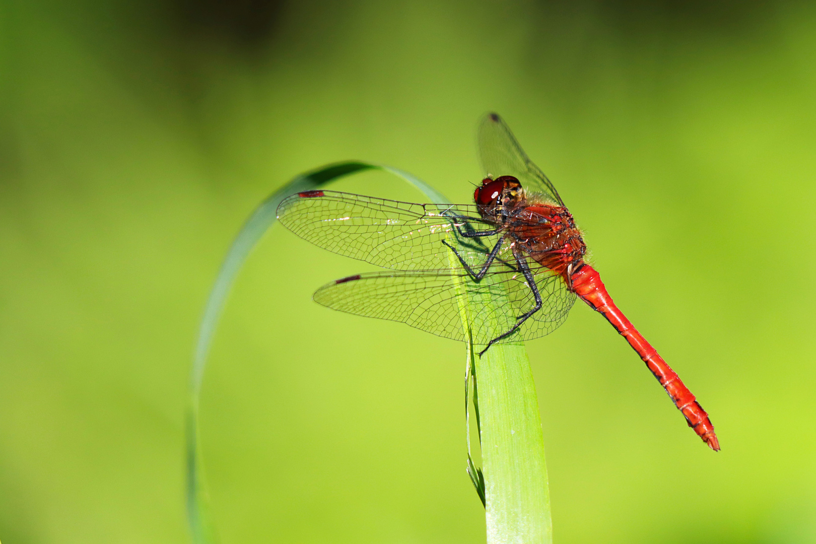 blutrote Heidelibelle