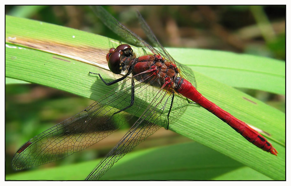 blutrote heidelibelle