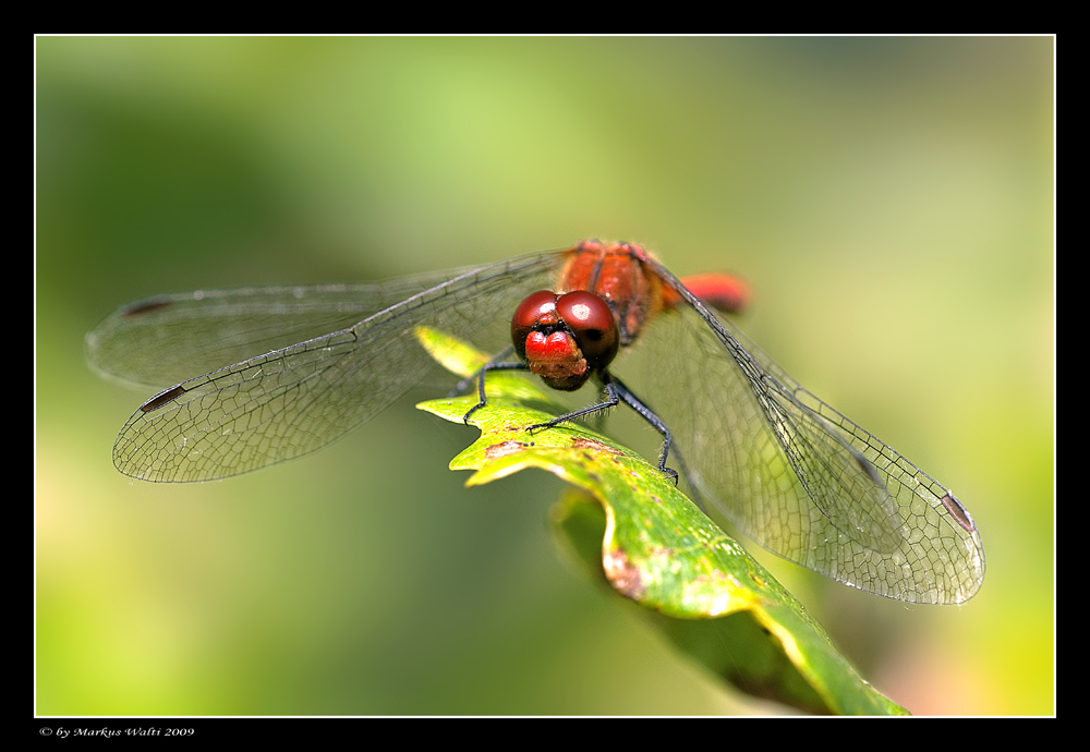 Blutrote Heidelibelle