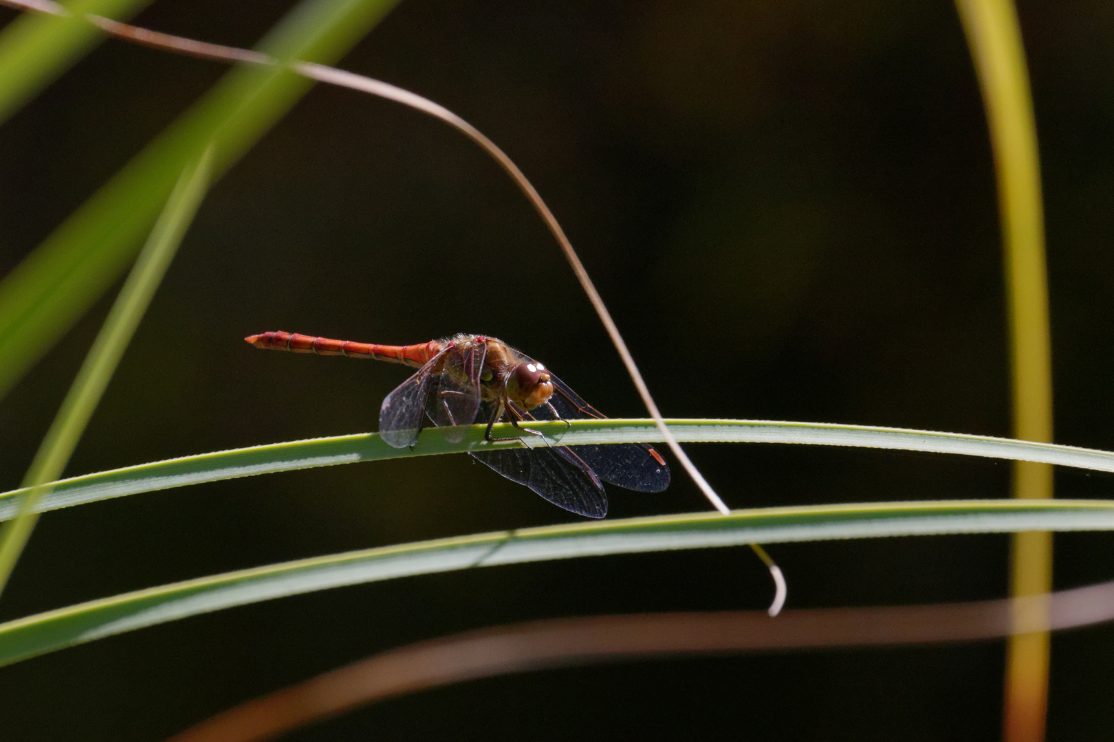 Blutrote Heidelibelle