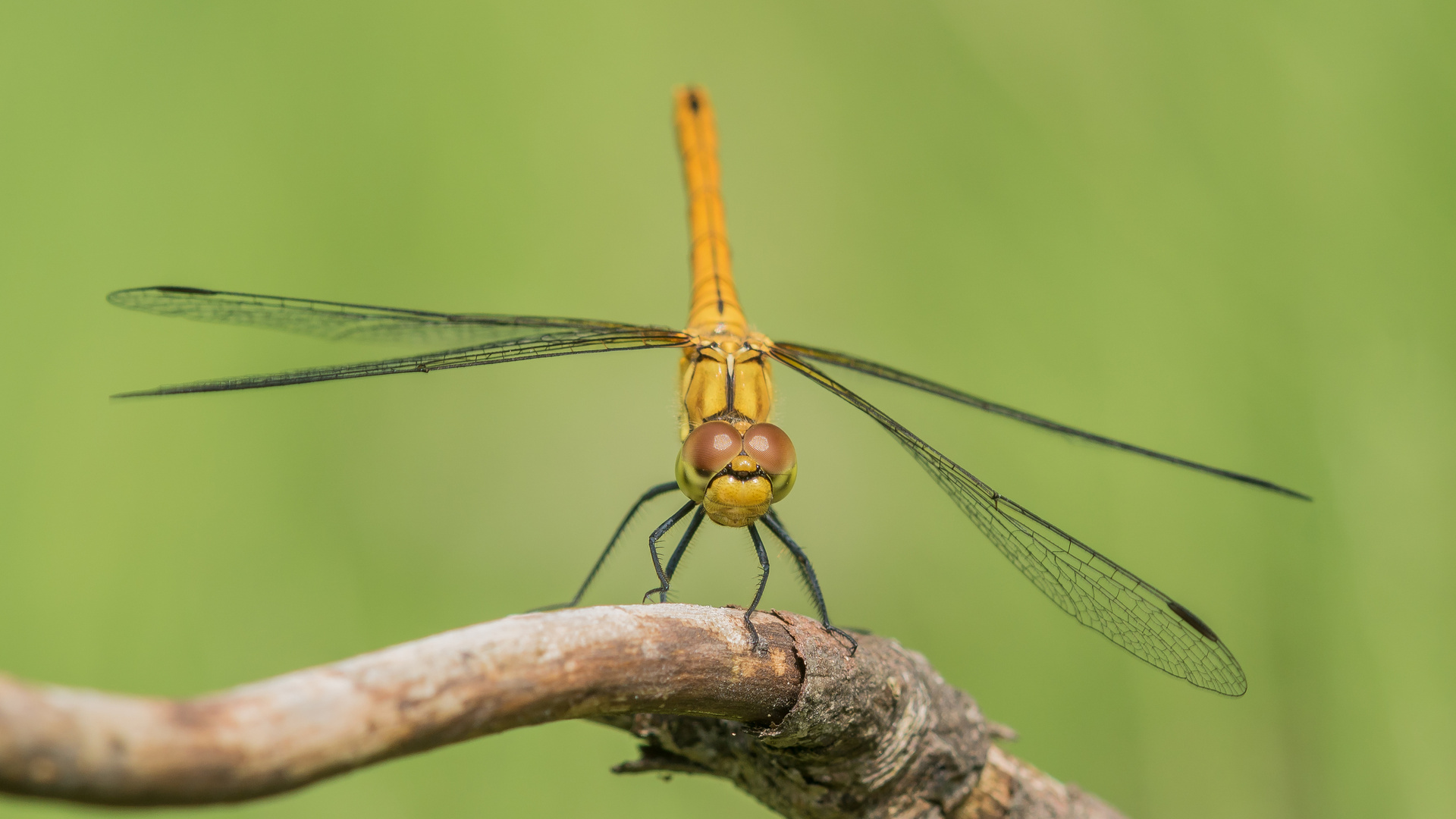 Blutrote Heidelibelle