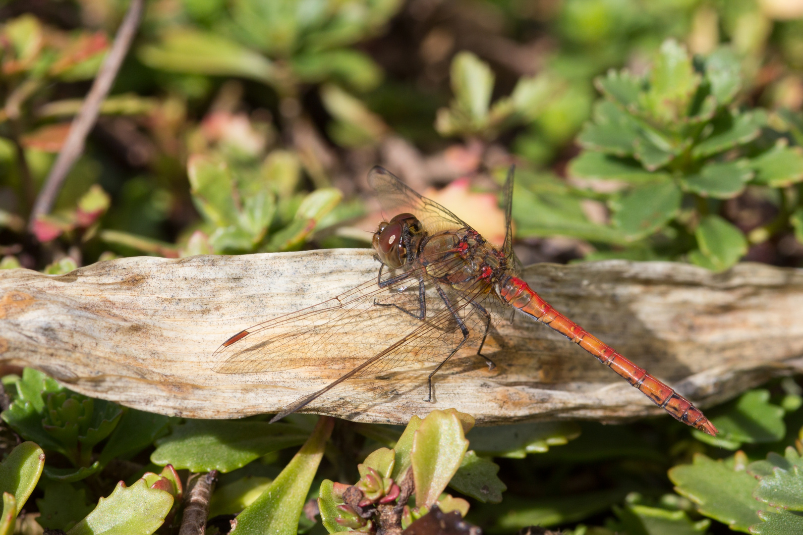 Blutrote Heidelibelle 