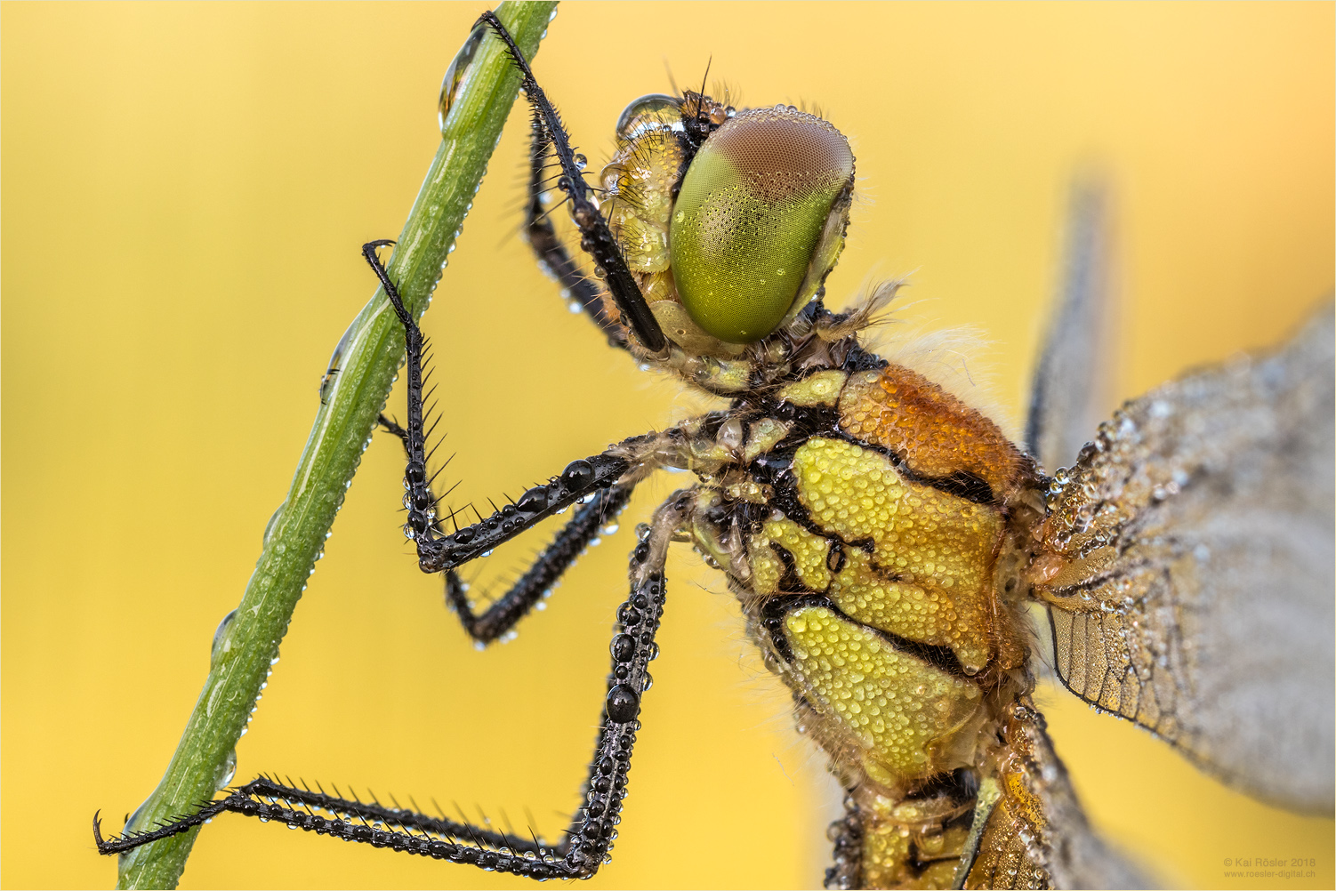 Blutrote Heidelibelle