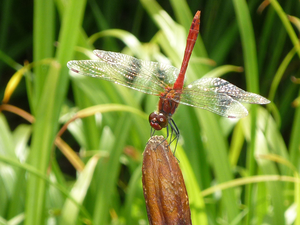 Blutrote Heidelibelle