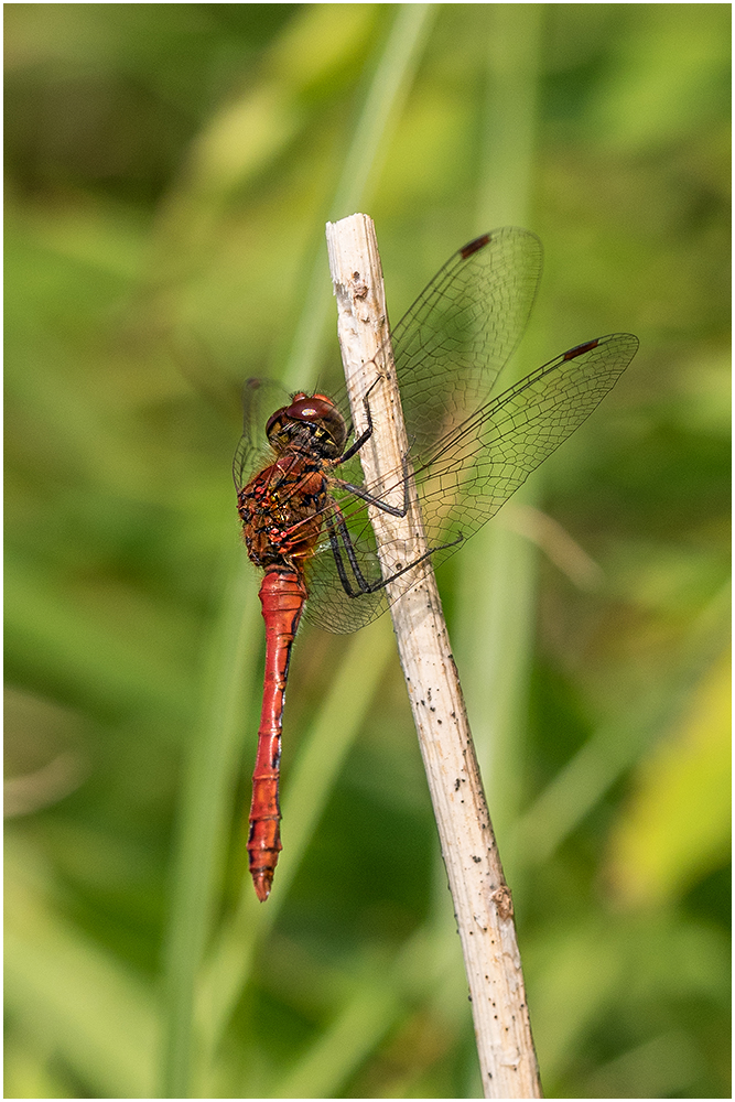 Blutrote Heidelibelle